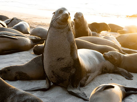 Galápagos fur seal and rocky shore