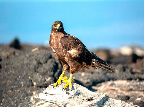 Galápagos Hawk hunting strategy and island ecosystem role