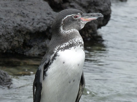 Galápagos Penguin habitat and adaptation to warm climates