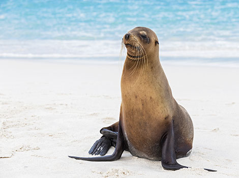 Galapagos sea lion and sandy beach habitat