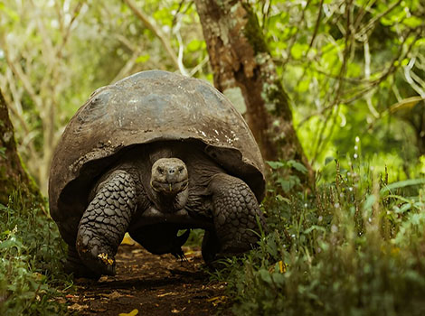 Galapagos tortoise grazing and island ecosystem