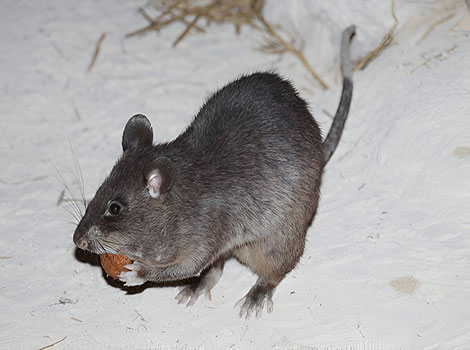 Gambian pouched rat and cheek pouch storage