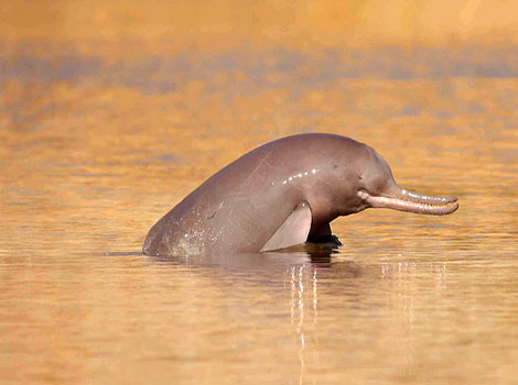 Ganges dolphin river habitat and echolocation ability