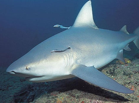 Ganges shark freshwater predator and river species