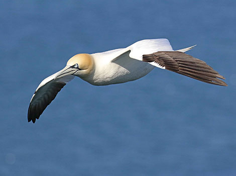 Gannet diving and hunting for fish