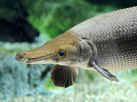 Gar fish elongated body and sharp teeth