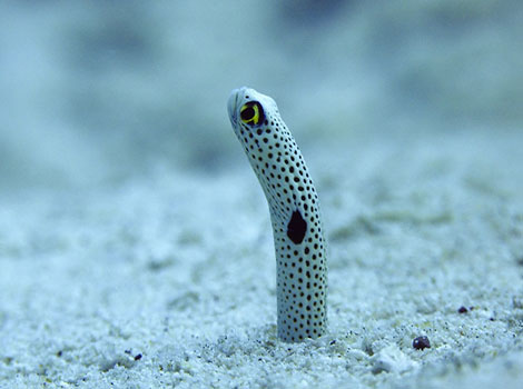 Garden eel colony and burrow formation