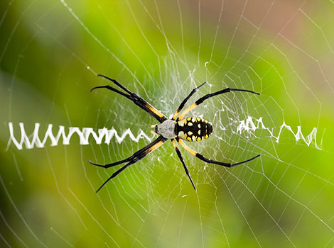 Garden spider resting at center of circular web
