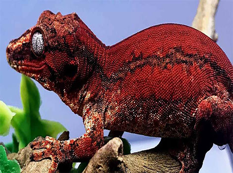 Gargoyle gecko textured skin and tree camouflage
