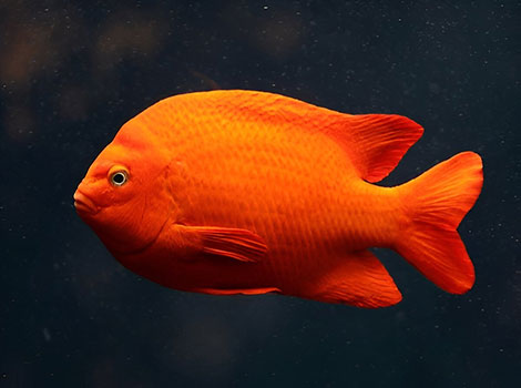 Garibaldi fish and kelp reef habitat