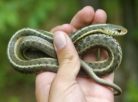 Garter snake striped body and natural habitat