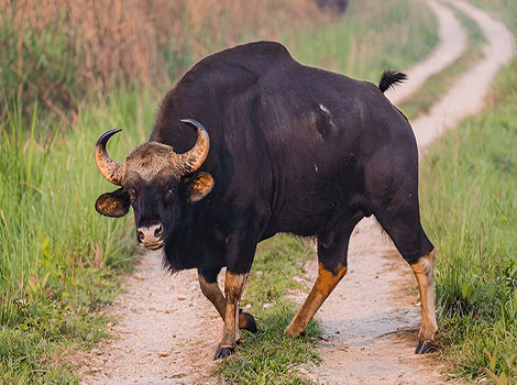 Gaur in forest and muscular build