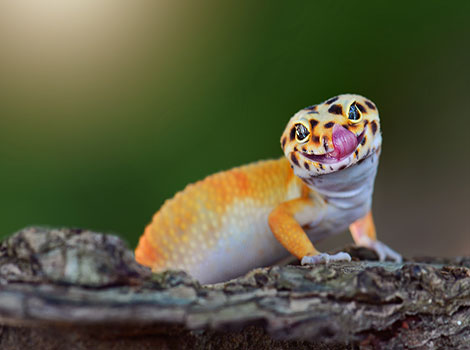 Gecko sticky feet and climbing adaptation