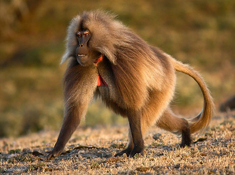 Gelada baboon and highland habitat