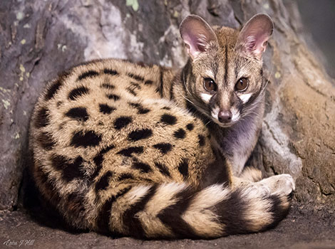 Genet tree and nocturnal behavior