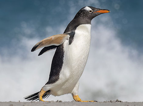 Gentoo penguin swimming and diving for food