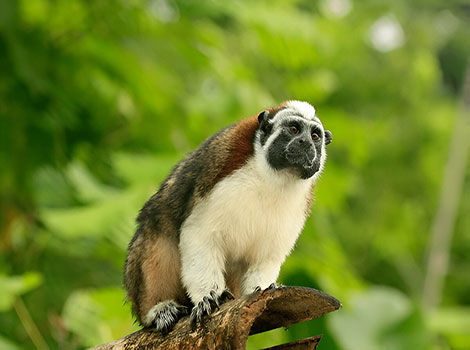 Geoffroy tamarin and tree branch