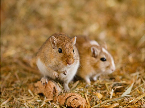 A gerbil (Meriones spp.) standing on its hind legs, adapted for jumping and burrowing in arid environments.