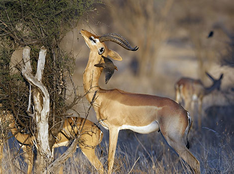 Gerenuk and browsing behavior