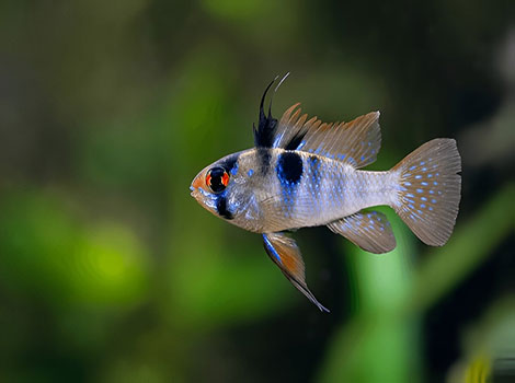German blue ram fish and aquarium environment