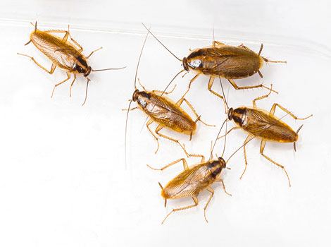 German cockroach urban infestation and food search