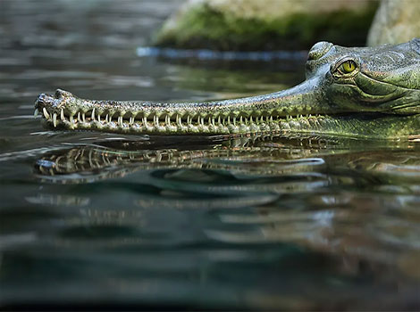 Gharial catfish elongated snout and Amazon river habitat