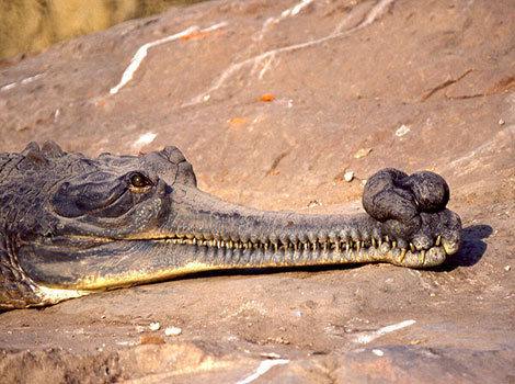 Gharial long snouted crocodile and river habitat