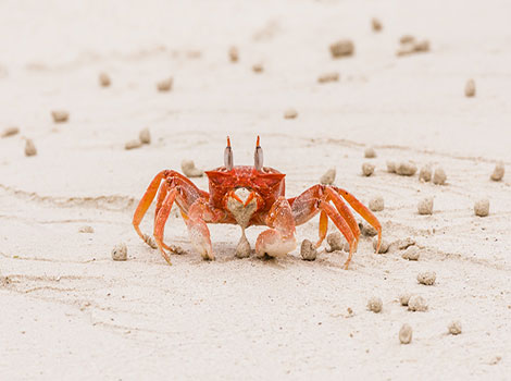 Ghost crab with pale translucent body on beach