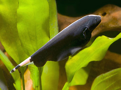 Ghost knife fish electroreception and movement