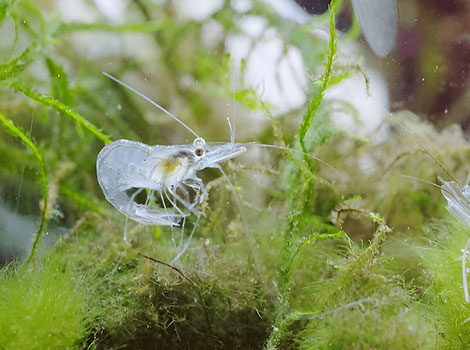 Ghost crab with pale translucent body on beach