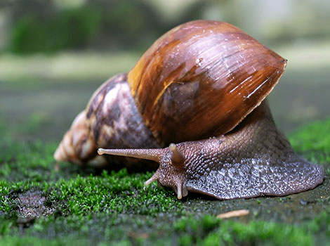 Giant african land snail with conical brown shell