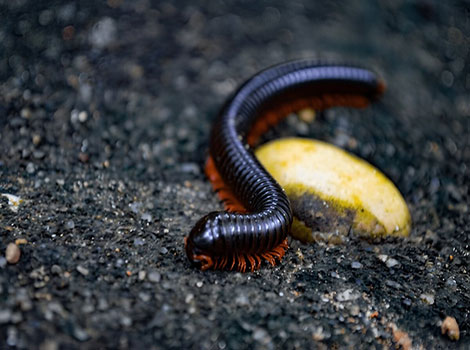 Giant african millipede segmented body and tropical habitat