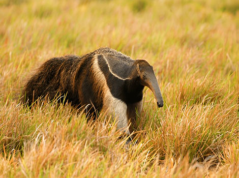 Giant anteater and long snout