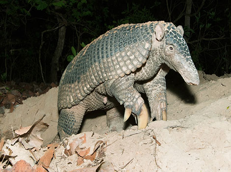 Giant armadillo and strong claws