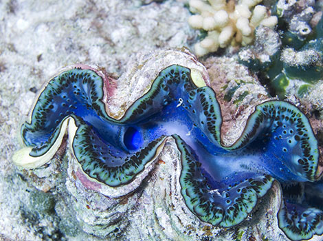 Giant clam with vibrant blue and green patterns