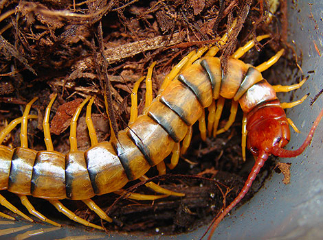 Giant desert centipede venomous bite and predation