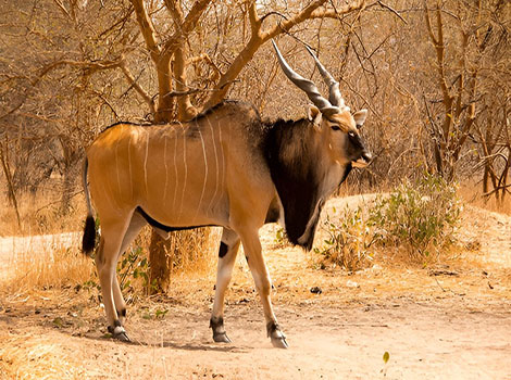 Giant eland herd and grassland
