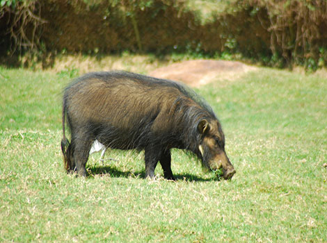 Giant forest hog and tusk adaptation