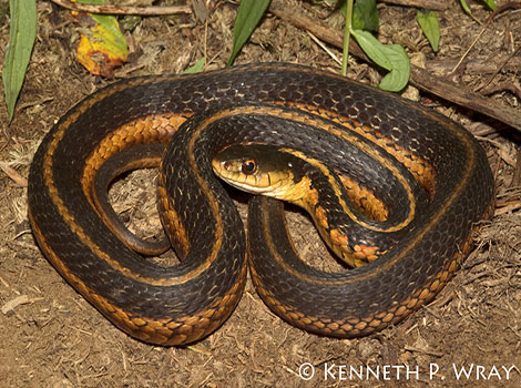 Giant garter snake wetland habitat and aquatic hunting