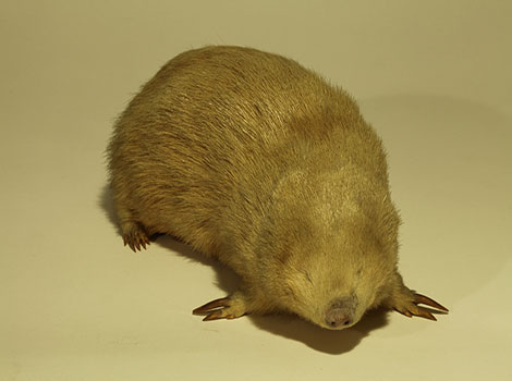 Giant golden mole burrowing and sandy habitat