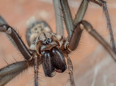 Giant house spider with long hairy legs and robust body