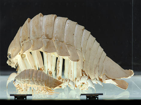 Giant isopod with segmented body and armored shell