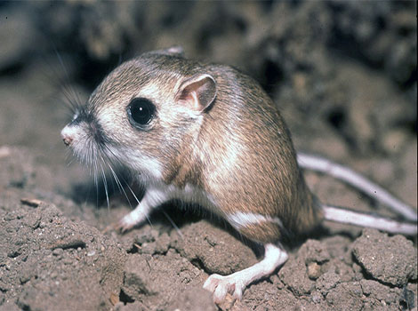 Giant kangaroo rat jumping and desert habitat