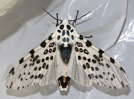Giant leopard moth wings and nocturnal behavior