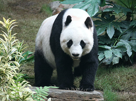 Giant panda bamboo diet and conservation status