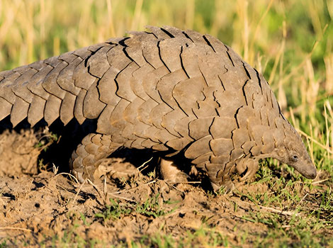 Giant pangolin scales and foraging behavior