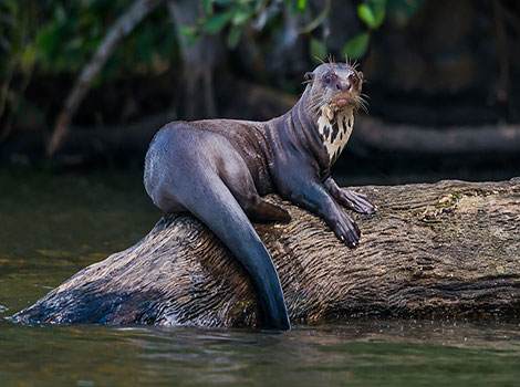 Giant River Otter swimming and hunting