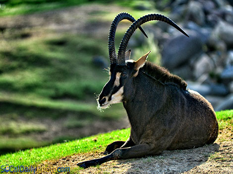 Giant sable antelope and Angola savanna habitat