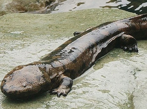 Giant salamander and freshwater habitat in East Asia