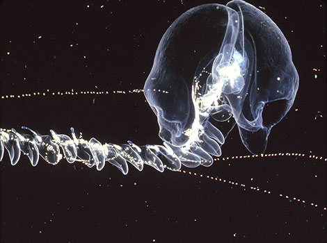 Giant siphonophore and its bioluminescent tentacles